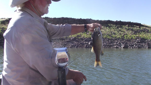 Fish